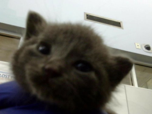 CUBA, Baby Domestic Medium Hair (medium coat), cat for adoption in Fort Worth, Texas