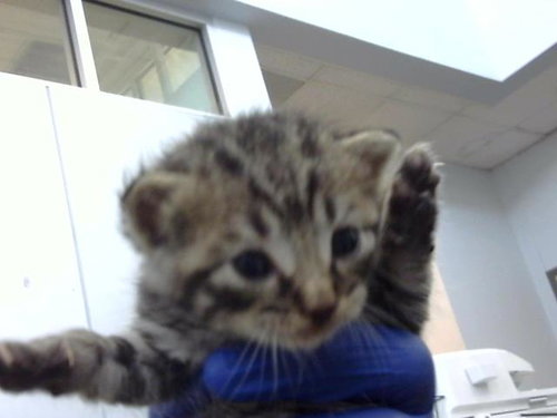 EGYPT, an adoptable Domestic Medium Hair in Dallas, TX