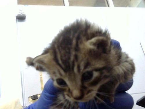 GREECE, an adoptable Domestic Medium Hair in Dallas, TX