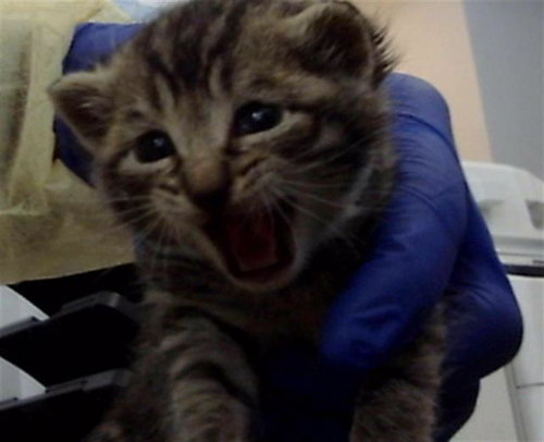ITALY, an adoptable Domestic Medium Hair in Dallas, TX