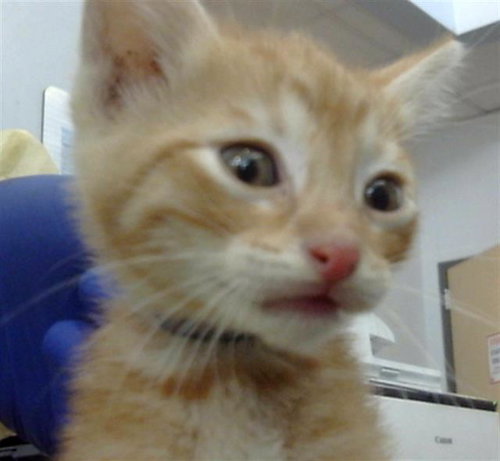 CHAD, Baby Domestic Short Hair (medium coat), cat for adoption in Fort Worth, Texas