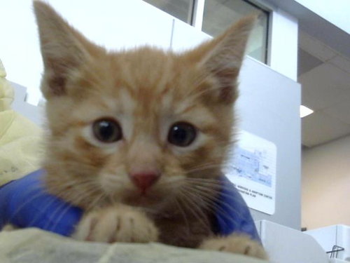 FINLAND, Baby Domestic Short Hair (medium coat), cat for adoption in Fort Worth, Texas