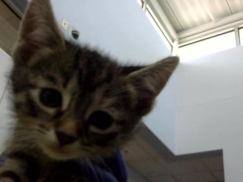 PERU, Baby Domestic Short Hair (medium coat), cat for adoption in Fort Worth, Texas