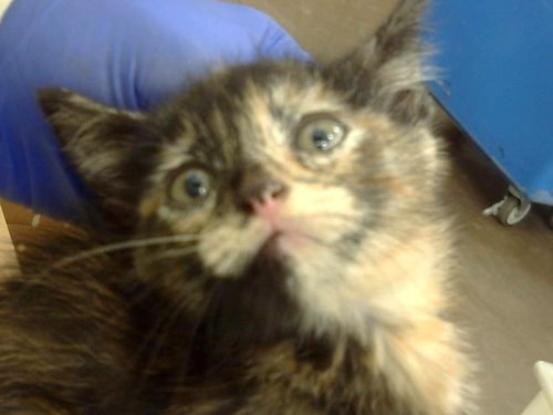 NEPAL, an adoptable Domestic Long Hair in Dallas, TX