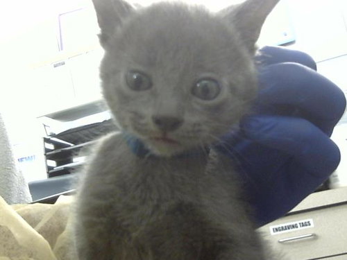 SUDAN, Baby Domestic Medium Hair (medium coat), cat for adoption in Fort Worth, Texas