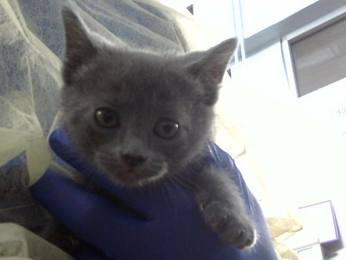 TOGO, an adoptable Domestic Medium Hair in Dallas, TX