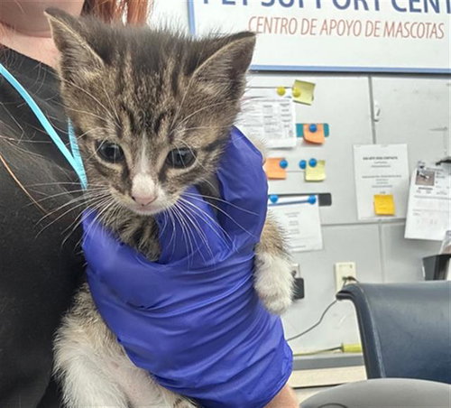 CAPTAIN MARVEL, Baby Domestic Short Hair (medium coat), cat for adoption in Fort Worth, Texas