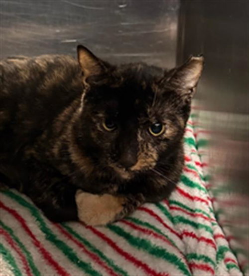 CALLIE, Young Domestic Short Hair (short coat), cat for adoption in Fort Worth, Texas