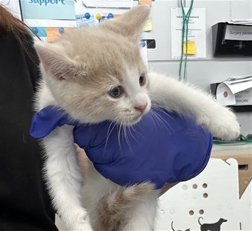 RACHEL, Baby Domestic Short Hair (medium coat), cat for adoption in Fort Worth, Texas