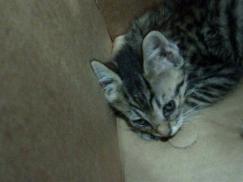 JAPAN, Baby Domestic Short Hair (medium coat), cat for adoption in Fort Worth, Texas
