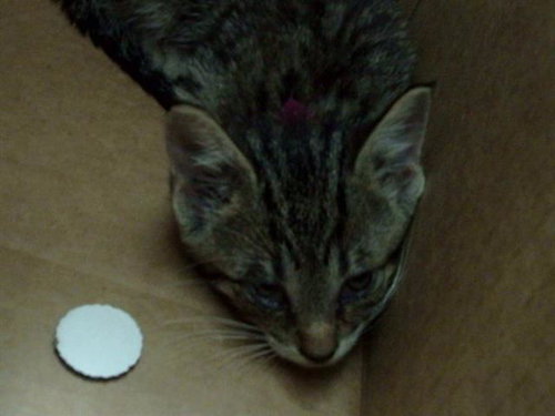 JORDAN, Baby Domestic Short Hair (medium coat), cat for adoption in Fort Worth, Texas
