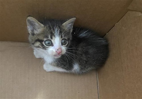 STAR, Baby Domestic Short Hair (medium coat), cat for adoption in Fort Worth, Texas