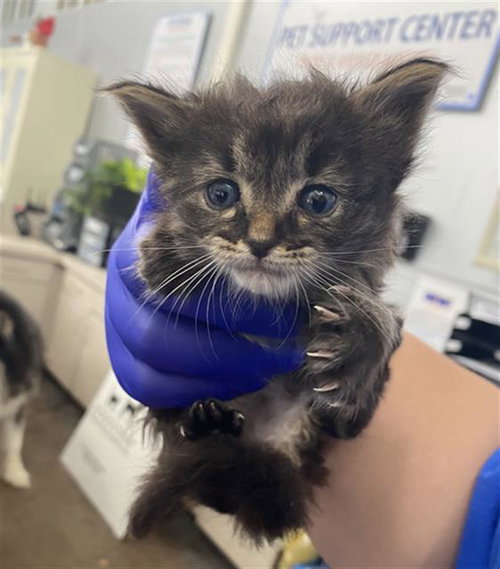 COOKIE, Baby Domestic Short Hair (medium coat), cat for adoption in Fort Worth, Texas
