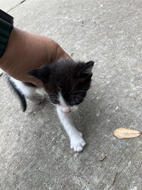MEGAN, Baby Domestic Short Hair (medium coat), cat for adoption in Fort Worth, Texas