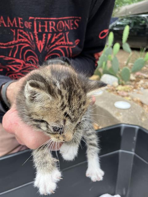 JULIE, Baby Domestic Short Hair (medium coat), cat for adoption in Fort Worth, Texas