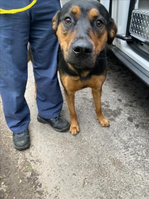 TOOTIE, an adoptable Rottweiler in Dallas, TX