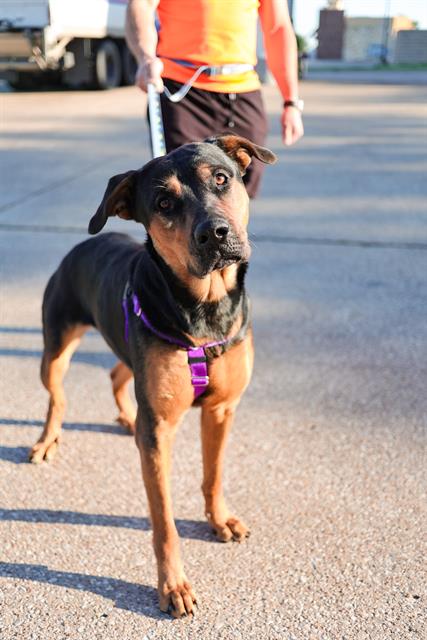 TOOTIE, an adoptable Rottweiler in Dallas, TX