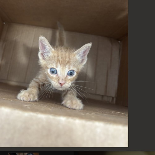 DENNY, Baby Domestic Short Hair (medium coat), cat for adoption in Fort Worth, Texas
