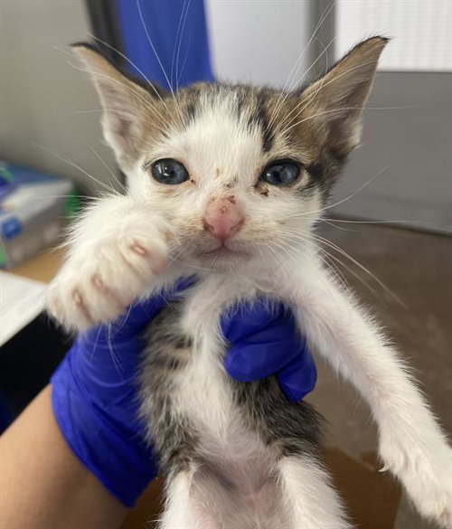 SKYLARK, an adoptable Domestic Short Hair in Dallas, TX