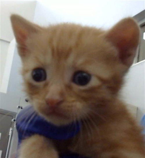 SMORES, an adoptable Domestic Medium Hair in Dallas, TX