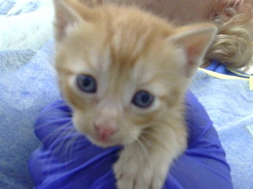 DRIZZLE, an adoptable Domestic Medium Hair in Dallas, TX