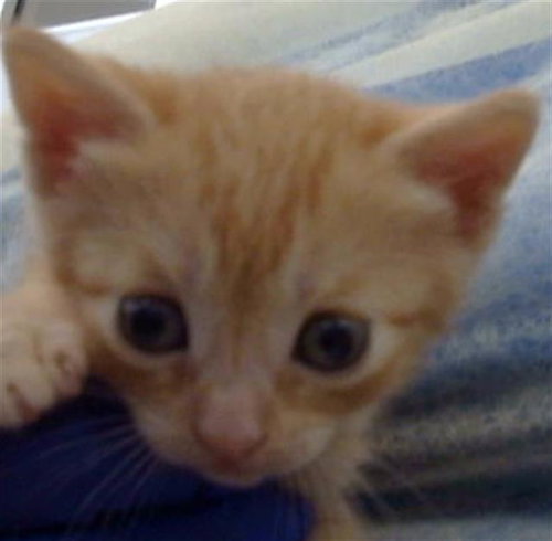 CHEESECAKE, Baby Domestic Medium Hair (medium coat), cat for adoption in Fort Worth, Texas