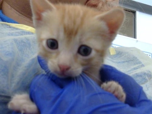 STRAWBERRY, Baby Domestic Medium Hair (medium coat), cat for adoption in Fort Worth, Texas
