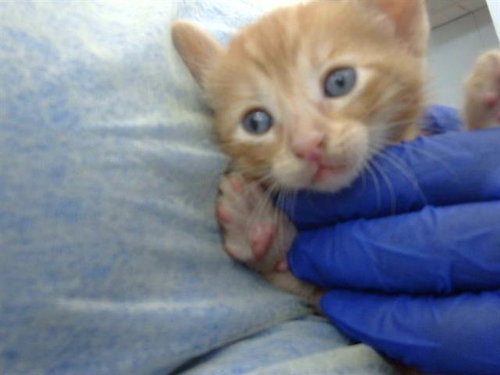 CHURRO, Baby Domestic Medium Hair (medium coat), cat for adoption in Fort Worth, Texas