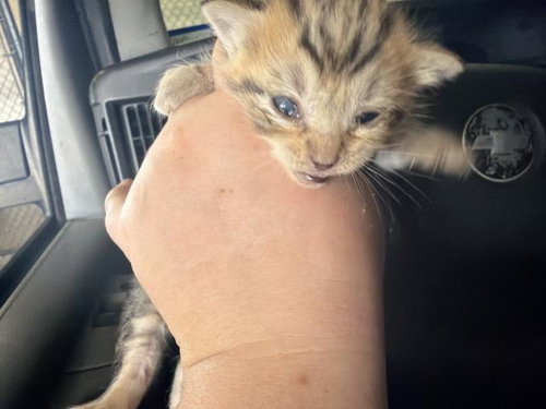 GINGER, Baby Domestic Short Hair (medium coat), cat for adoption in Fort Worth, Texas