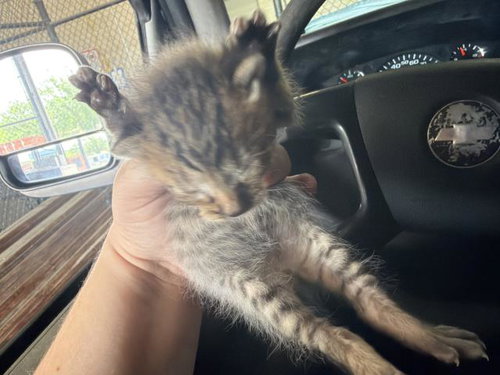 BLUEY, Baby Domestic Short Hair (medium coat), cat for adoption in Fort Worth, Texas