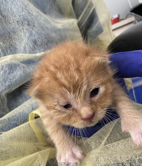 ROSE, Baby Domestic Short Hair (medium coat), cat for adoption in Fort Worth, Texas