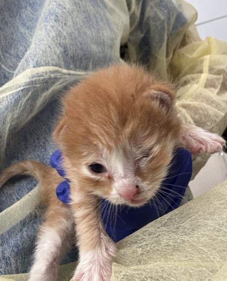 LIAM, Baby Domestic Short Hair (medium coat), cat for adoption in Fort Worth, Texas