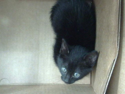 FLAN, an adoptable Domestic Long Hair in Dallas, TX