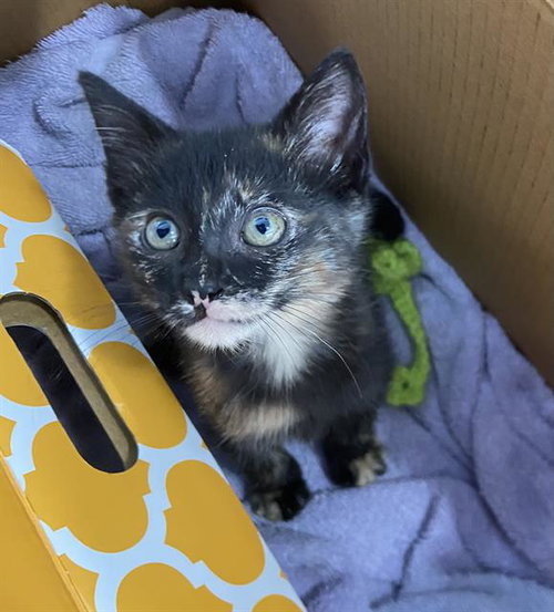 DONUT, Baby Domestic Short Hair (medium coat), cat for adoption in Fort Worth, Texas