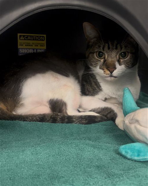 MILO, Adult Domestic Short Hair (medium coat), cat for adoption in Fort Worth, Texas