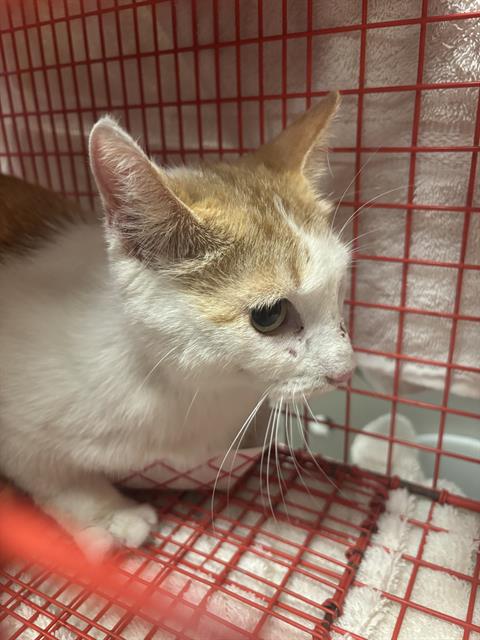 BONNIE, Young Domestic Short Hair (medium coat), cat for adoption in Fort Worth, Texas