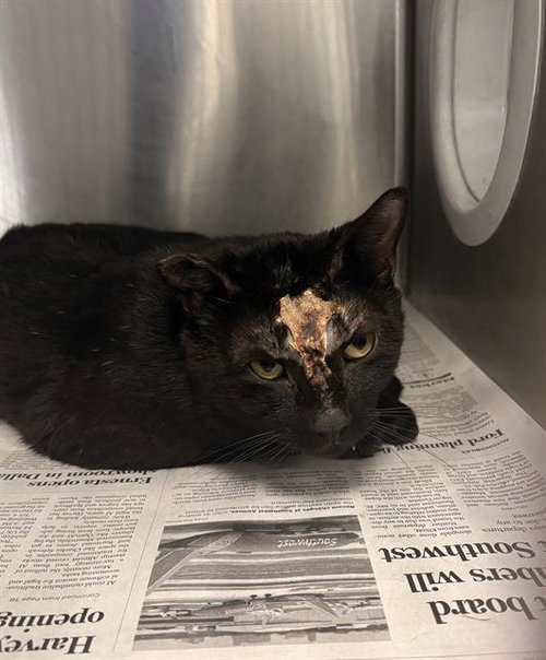 MIGHTY, Young Domestic Short Hair (medium coat), cat for adoption in Fort Worth, Texas