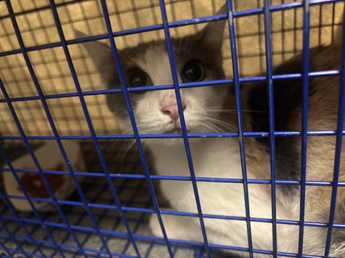 BROOKE, Young Domestic Short Hair (medium coat), cat for adoption in Fort Worth, Texas