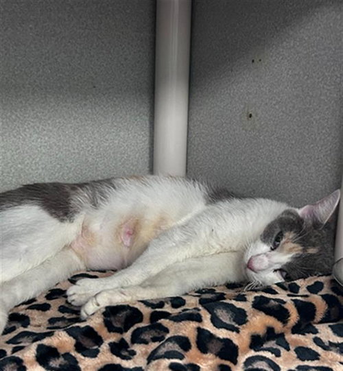 BROOKE, Young Domestic Short Hair (medium coat), cat for adoption in Arlington, Texas