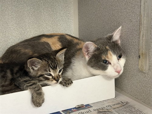 BROOKE, Young Domestic Short Hair (medium coat), cat for adoption in Hurst, Texas