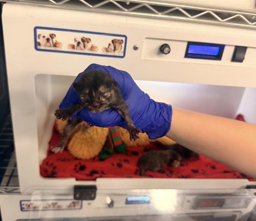 TOM, Baby Domestic Short Hair (medium coat), cat for adoption in Fort Worth, Texas