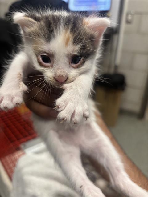 ROBIN, Baby Domestic Short Hair (medium coat), cat for adoption in Fort Worth, Texas