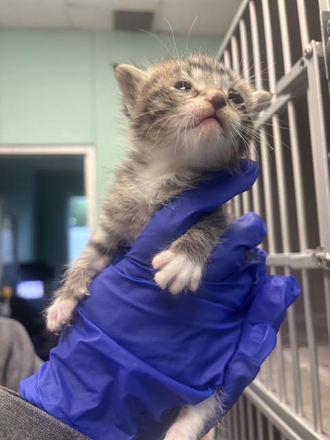 JIMBEI, Baby Domestic Short Hair (medium coat), cat for adoption in Fort Worth, Texas