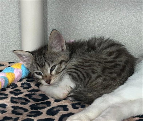 JIMBEI, Baby Domestic Short Hair (medium coat), cat for adoption in Arlington, Texas
