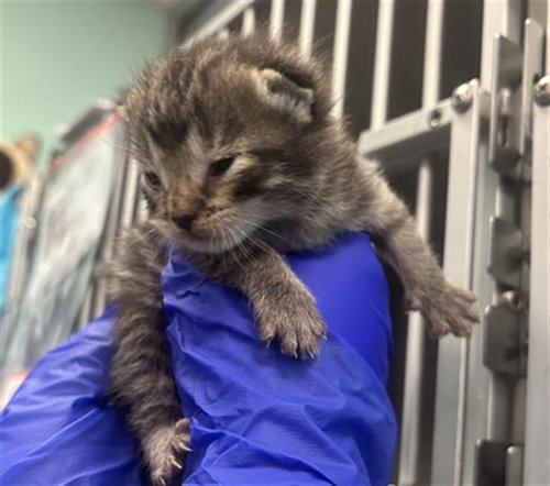 FRANKY, Baby Domestic Short Hair (medium coat), cat for adoption in Fort Worth, Texas
