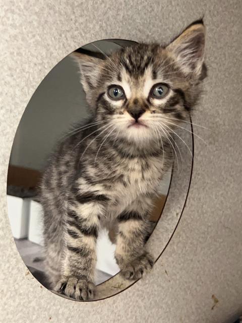 FRANKY, Baby Domestic Short Hair (medium coat), cat for adoption in Hurst, Texas