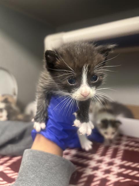MERRY, Baby Domestic Short Hair (medium coat), cat for adoption in Fort Worth, Texas