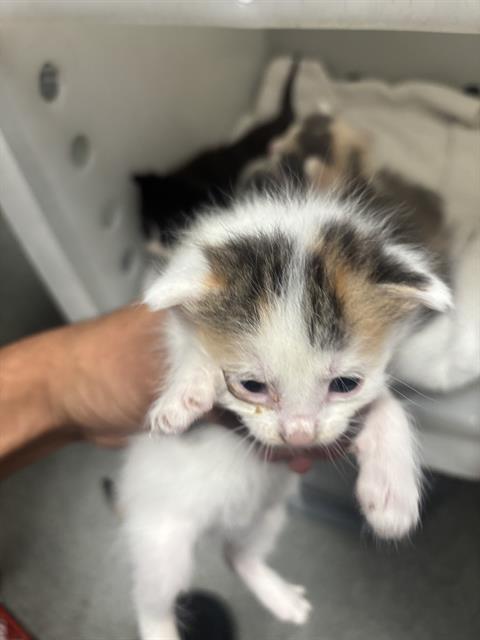 LUFFY, Baby Domestic Short Hair (medium coat), cat for adoption in Fort Worth, Texas