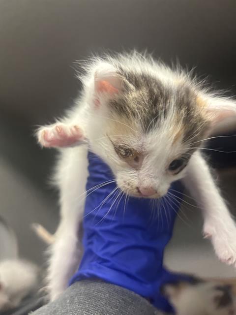 SANJI, Baby Domestic Short Hair (medium coat), cat for adoption in Fort Worth, Texas