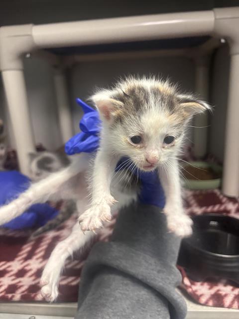ZORO, Baby Domestic Short Hair (medium coat), cat for adoption in Fort Worth, Texas